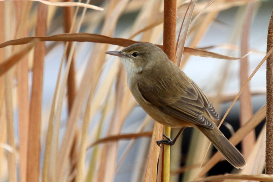 Australian Reed-Warbler (Acrocephalus australis)